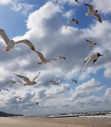 Pinea Baltic - Double Sea View - Z Widokiem Na Morze Lejlighed Pobierowo